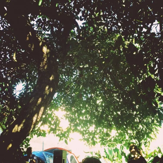 Avocado tree